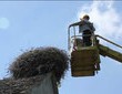Bocianie gniazda bywają niebezpieczne dla ludzi