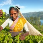 Wakacyjne podróże z marką Akbar – co kryje Sri Lanka?