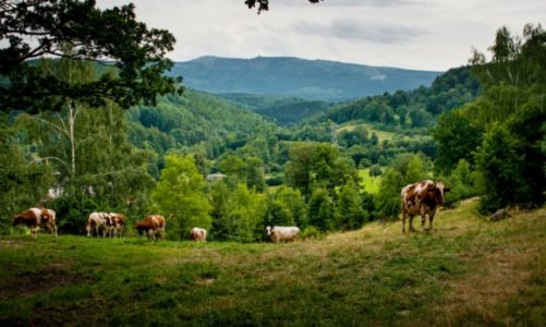 PIECHOWICE – PERŁA DOLNEGO ŚLĄSKA